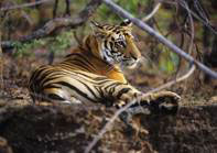 Tigger and Temples Safari in Luxury