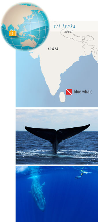Trinco Blue Whale, Sri Lanka - Big Animals Expeditions with Amos Nachoum  - Dive Discovery