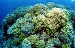 Diving at Wakatobi Resort in Indonesia