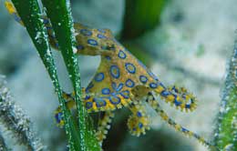 Diving at Wakatobi Resort in Indonesia