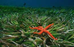 Diving at Wakatobi Resort in Indonesia