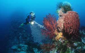 Diving at Wakatobi Resort in Indonesia
