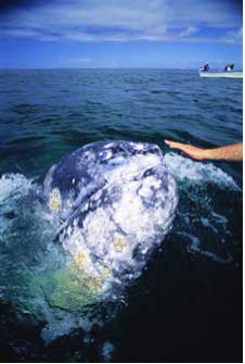 Grey Whale Watching, Baja Mexico - Dive Discovery