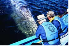 Whale watching in Baja Mexico