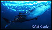 Whaleshark