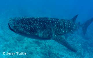 Whale shark in Cendrawasih National Park