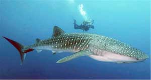 Whale Shark Tours - Isla Mujeres, Mexico - Dive Discovery