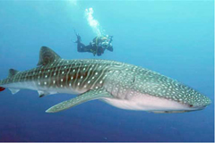 Whale Shark Tours in Isla Mujeres, Mexico