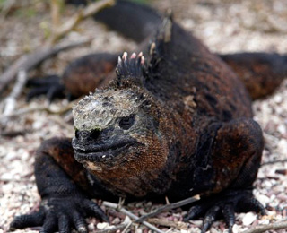 Iguana in Galapagos Island