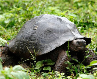 Giant Tortoise in Galapagos Island