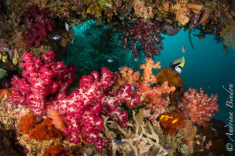 Raja Ampat Reef