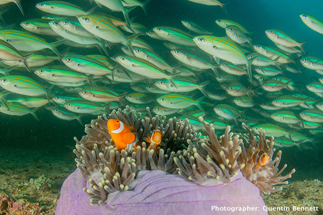 Raja Ampat Reef