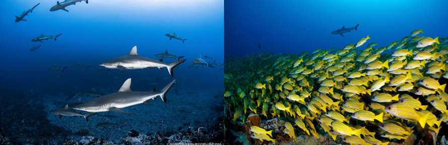 Tahiti 2019 Dive Group Trip - Dive Discovery