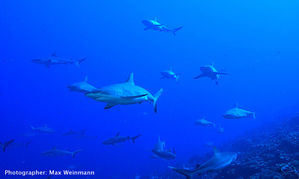 Sharks in Tahiti