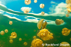 Jelly Fish in Palau