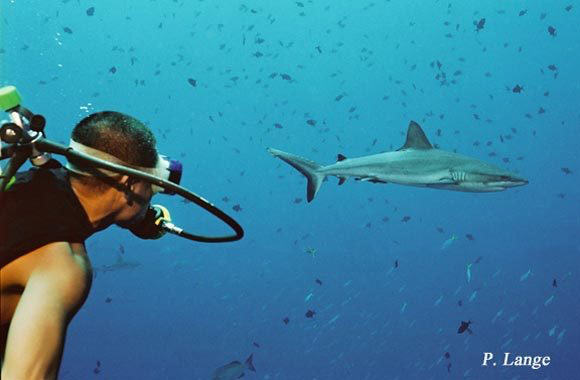 Shark Week 2019 in Palau