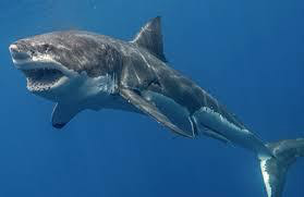 Shark in Palau