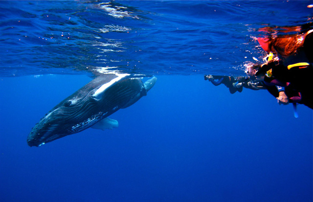 Snorkeling with whale in Silver Bank, Dominican Republic