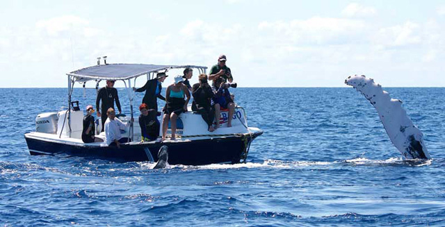 Whale watching in Silver Bank, Dominican Republic