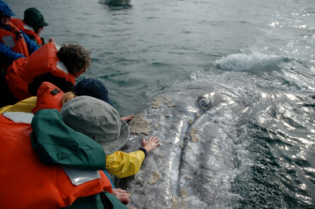 Gray whale watching in Baja, Mexico