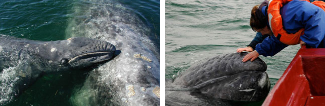 Gray whale in Baja, Mexico