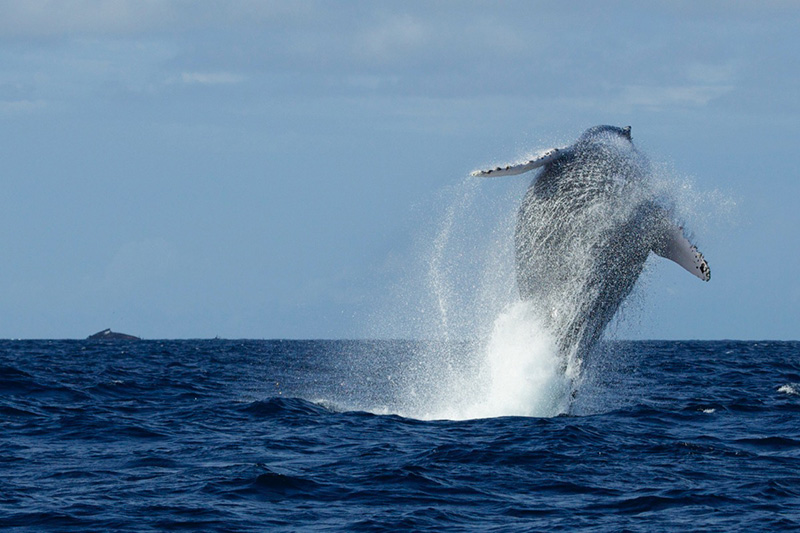 Humpback whale breaching