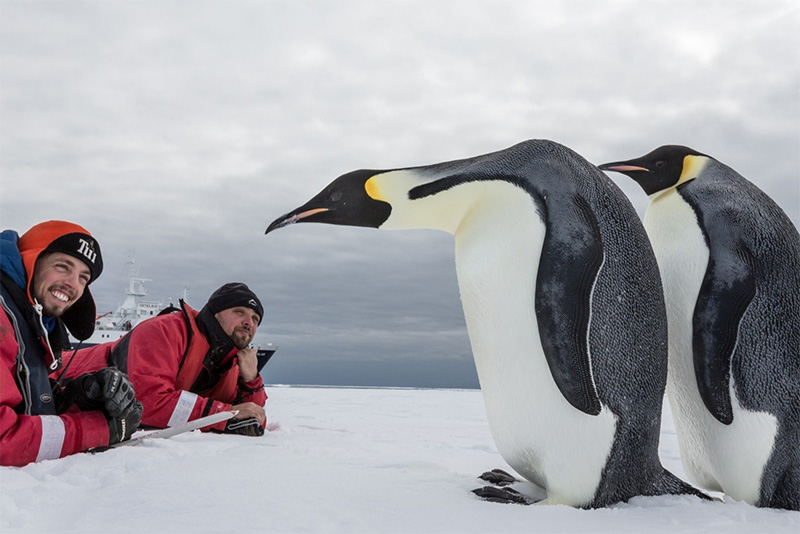 Penguins in Antarctic