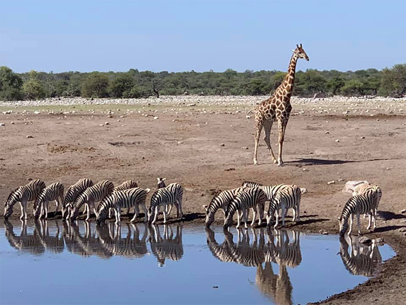 Giraffes seen in Etosha National Park in Namibia