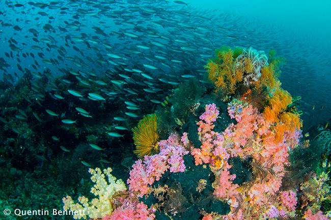 Coral reef in Raja Ampat - photographed by Quentin Bennett