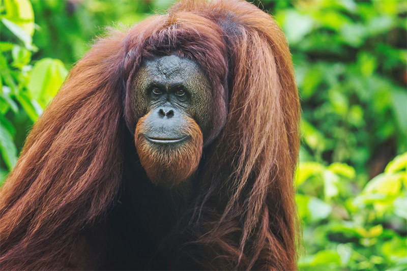 Orangutan