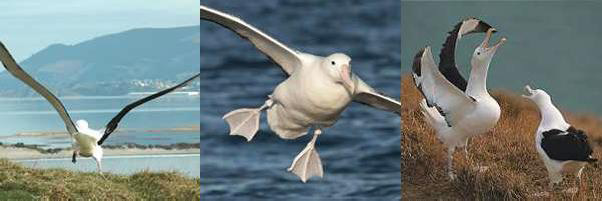 Albatross Colony Tour, Dunedin