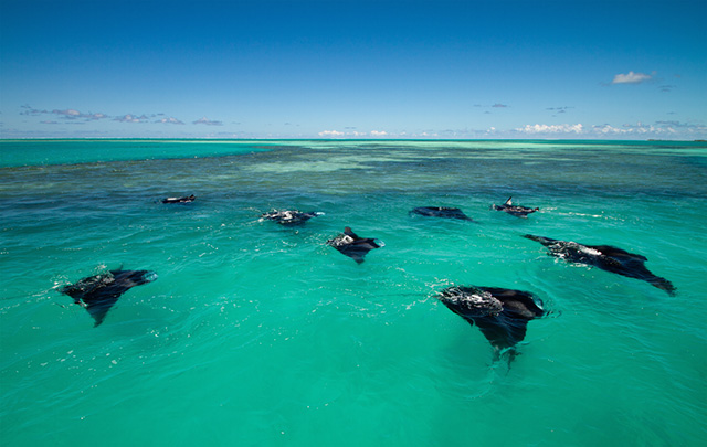 Mantas seen in Alphonse Island