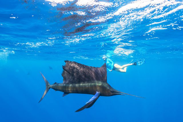 Sailfish Snorkelling - Alphonse Island - Seychelles Dive Resort