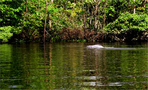 Amazon Experience - Peru Tour Packages - Dive Discovery