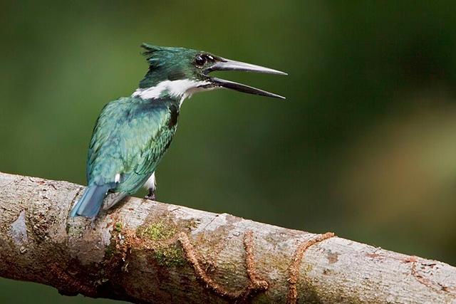 Amazon Kingfisher