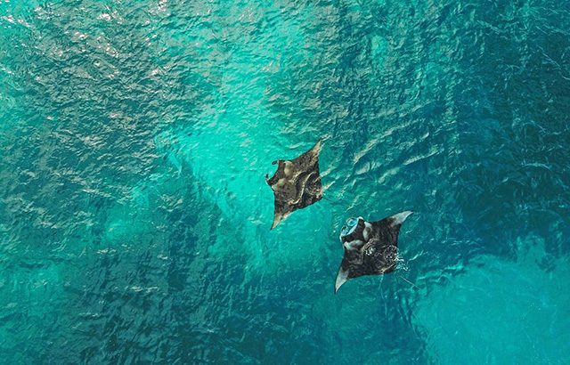 Manta Rays - Amirante Group - Dive Discovery Seychelles