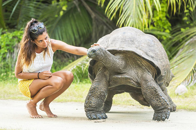 Tortoise - Amirante Group - Dive Discovery Seychelles