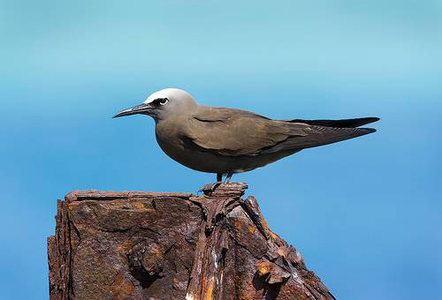 Bird - Amirante Group - Dive Discovery Seychelles