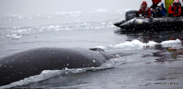 Antarctic Peninsula Basecamp, On board the M/V Plancius, March 3-14 2015 Trip Report - Page Four