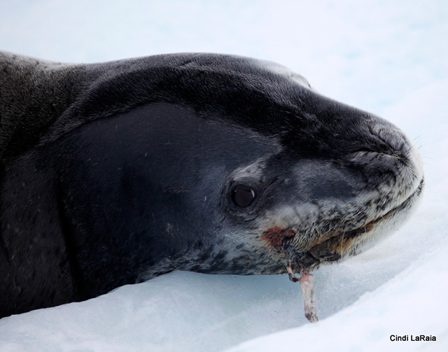 Antarctic Peninsula Basecamp, On board the M/V Plancius, March 3-14 2015 Trip Report - Page Five