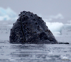 Antarctic Peninsula Basecamp, On board the M/V Plancius, March 3-14 2015 Trip Report - Page Five