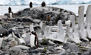 Antarctic Peninsula Basecamp, On board the M/V Plancius, March 3-14 2015 Trip Report - Page Five