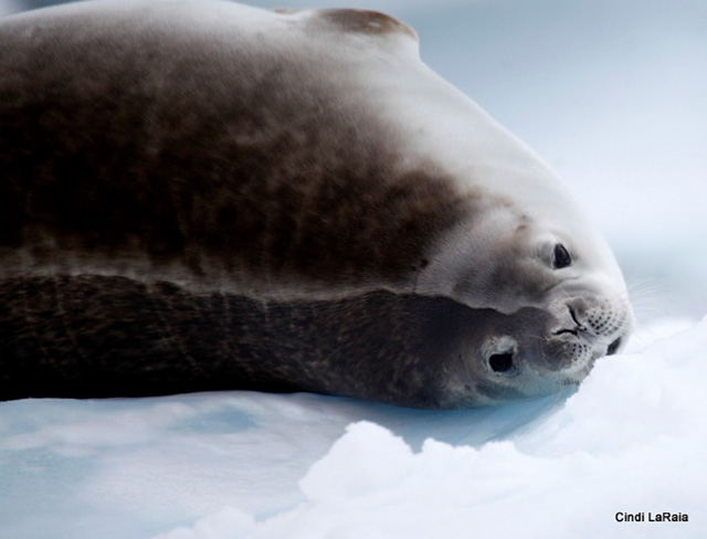 Antarctic Peninsula Basecamp, On board the M/V Plancius, March 3-14 2015 Trip Report - Page Eight