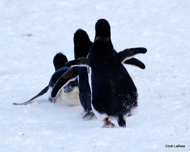 Antarctic Peninsula Basecamp, On board the M/V Plancius, March 3-14 2015 Trip Report - Page Nine