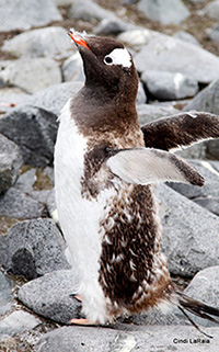 Antarctic Peninsula Basecamp, On board the M/V Plancius, March 3-14 2015 Trip Report - Page Nine