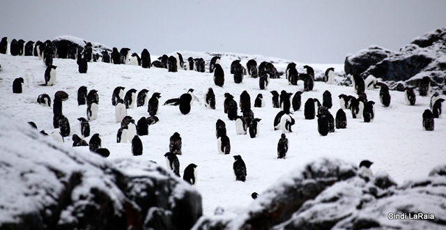 Antarctic Peninsula Basecamp, On board the M/V Plancius, March 3-14 2015 Trip Report - Page Nine