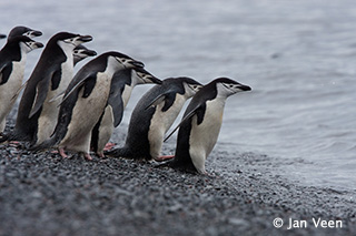 Chinstrap Penguins - Antarctic Peninsula Basecamp - Dive Discovery