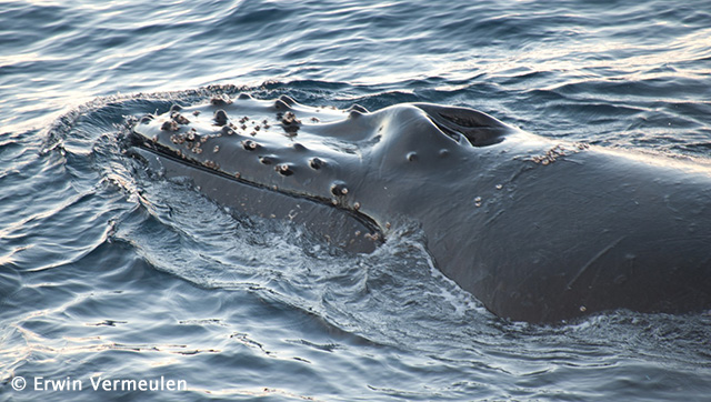 Antarctic Peninsula Basecamp Plancius - Humpback whale