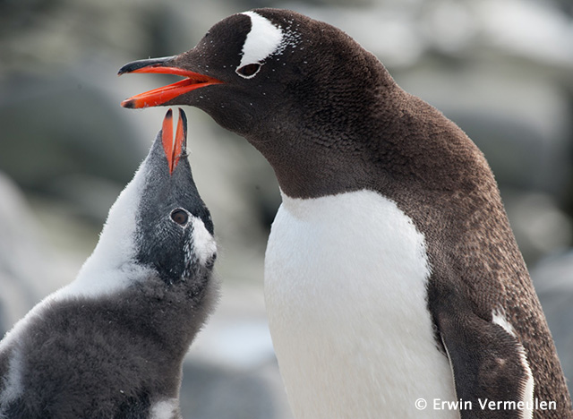 Gentoo peguins - Antarctic Peninsula Basecamp - Dive Discovery