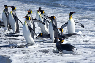 Antarctic Peninsula | Basecamp Plancius - Arctic & Antarcticaa Dive Tours - Dive Discovery